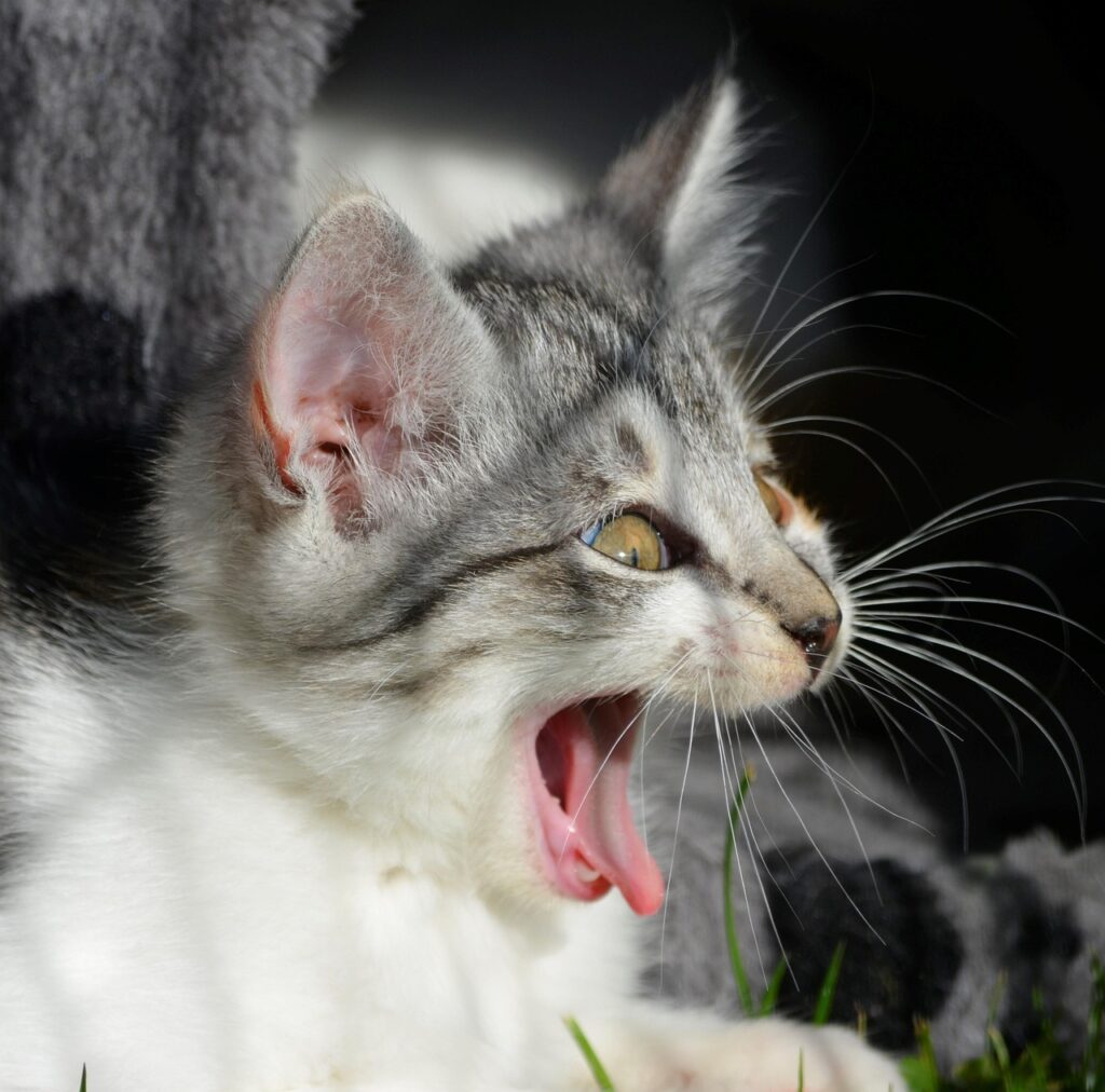 cat, scream, yawning, animal welfare, pet, kitten, cute, laugh, animal, laugh at, frighten