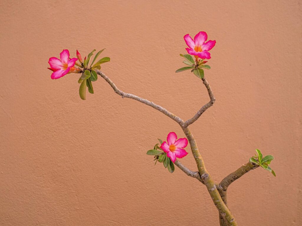 Close-up of Adenium obesum in bloom against a coral wall, showcasing vivid pink flowers.