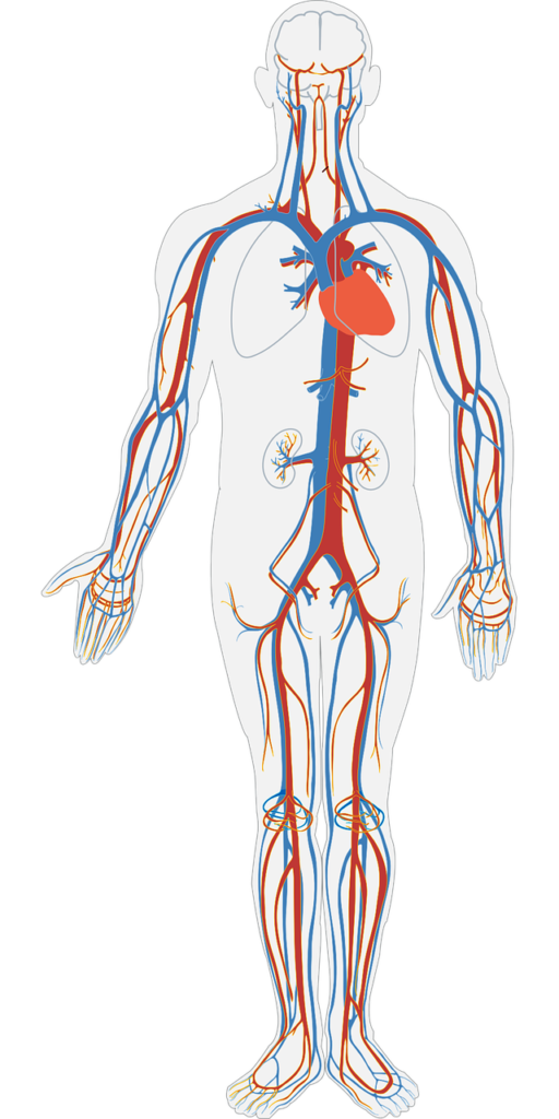 human body, circulatory system, circulation, anatomy, body, heart, artery, vein, biology, organ, cardiology, healthy, internal, flow, aorta, healthcare, cardiovascular, medicine, coronary, ventricle, vessels