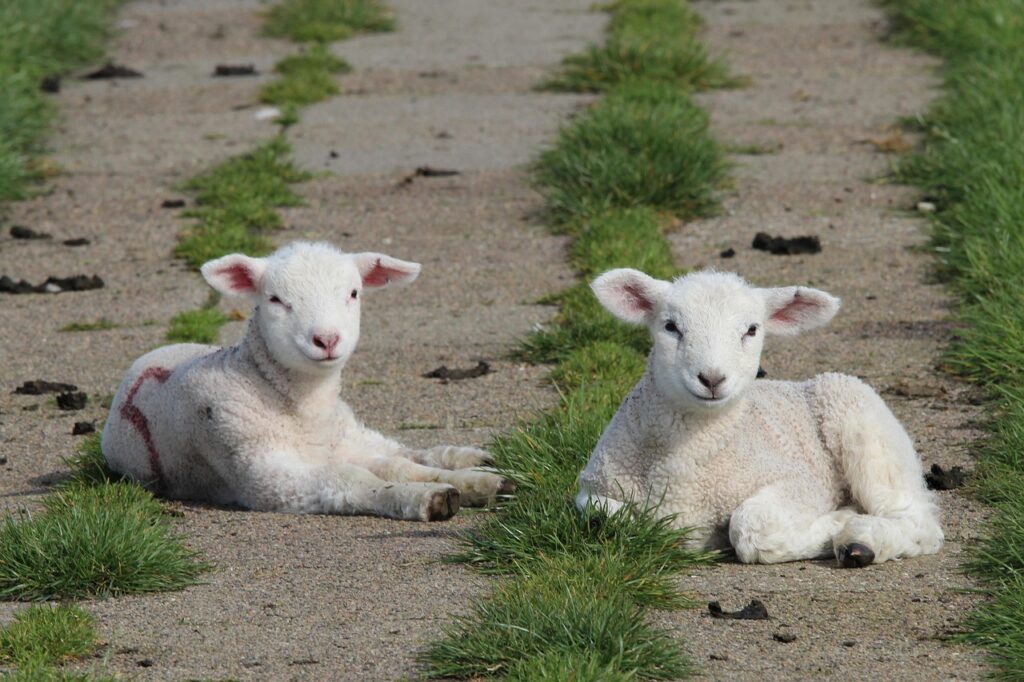 lambs, sheep, animal, dyke sheep, cute, nature, animals, mammal, passover, easter sheep, deichschaf, lamb