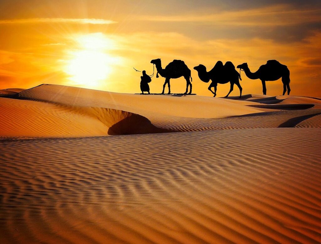 caravan, desert, safari, dune, camels, ride, more, rajasthan, nature, camel, trekking, evening, dusk, sunset, entertainers, music, indian, people, men, adventure, travel, tourism, brown music, brown travel, brown sunset, brown desert