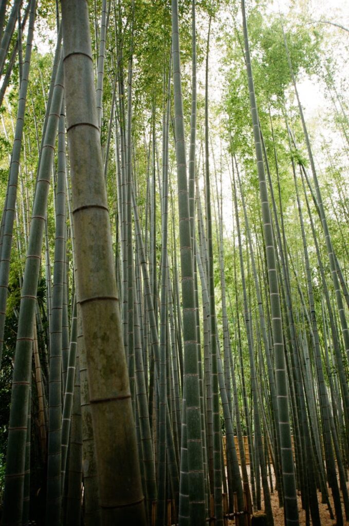 Explore the tranquil beauty of a bamboo grove in Kamakura, Japan, capturing nature's elegance.