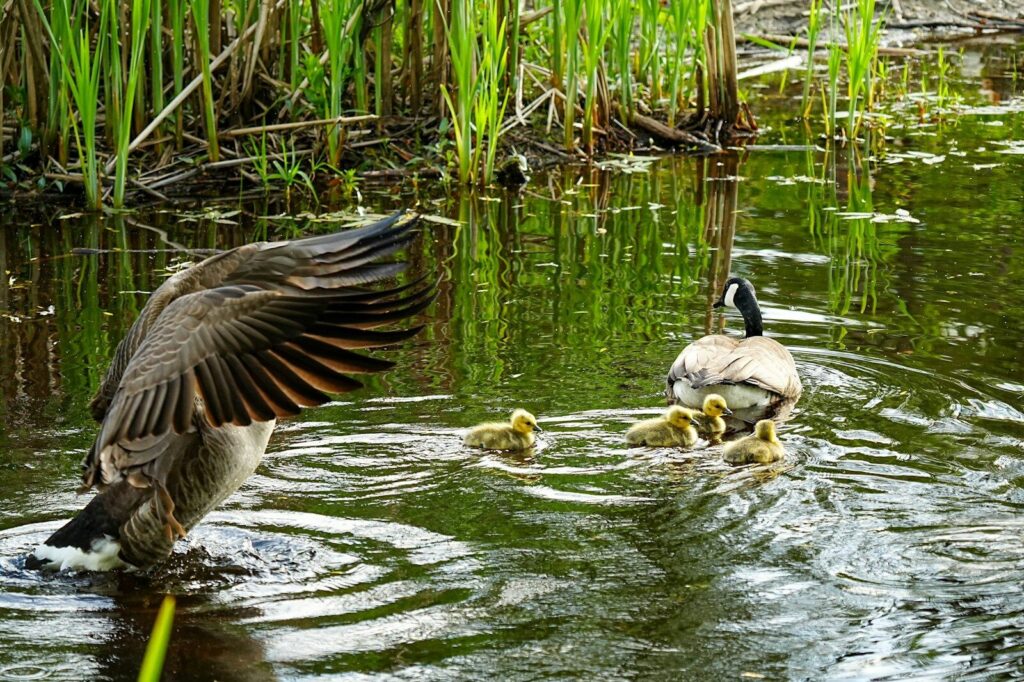 Geese with goslings swimming in a pond.