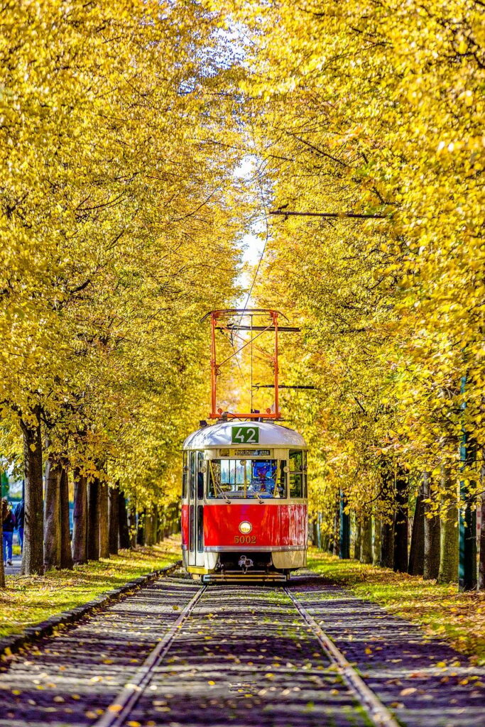 metro, fall, yellow leaves