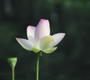 flower, flower wallpaper, lotus