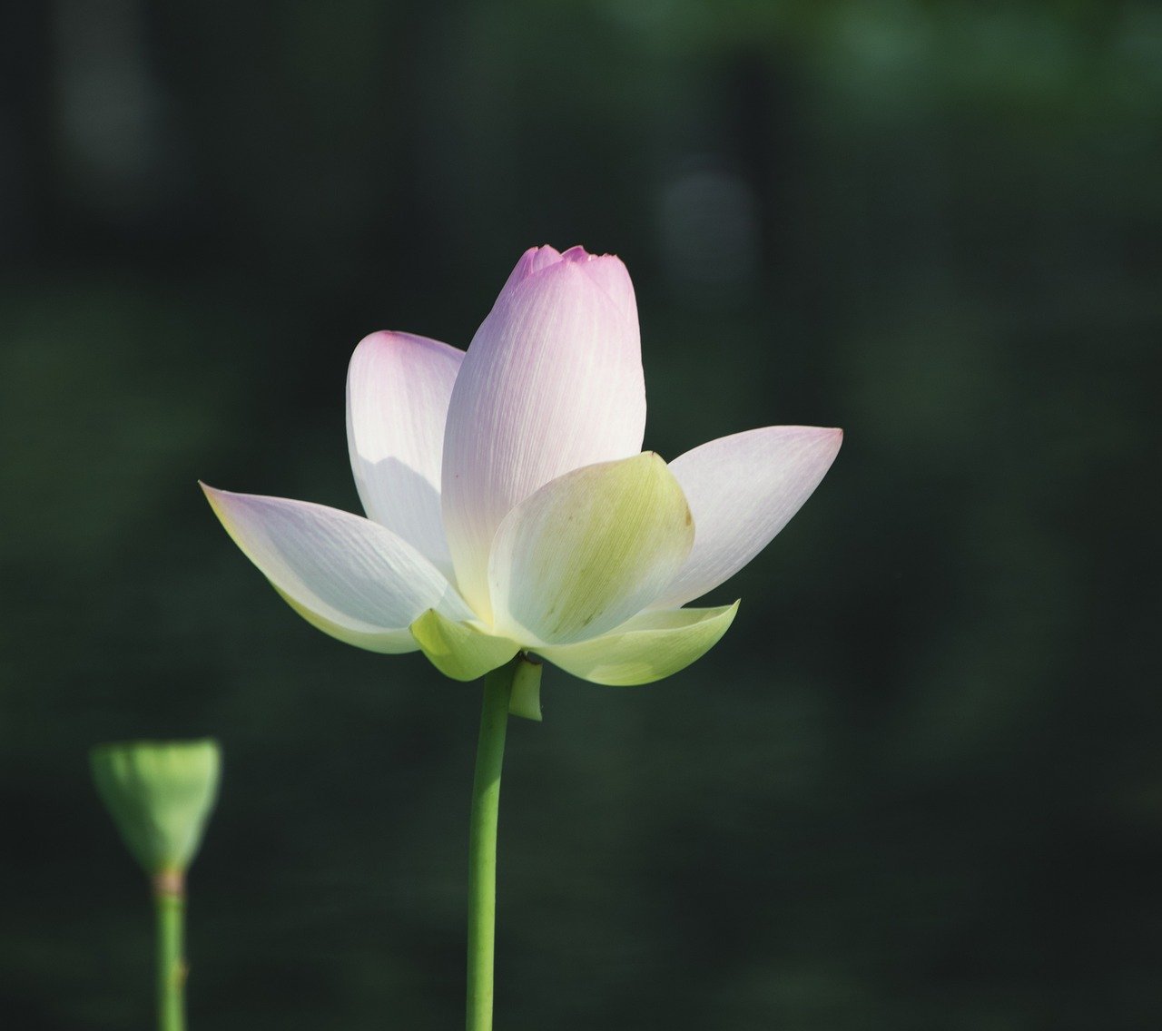 flower, flower wallpaper, lotus