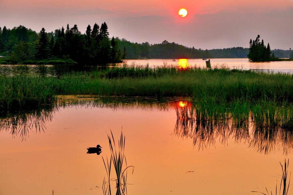 duck, pond, lake