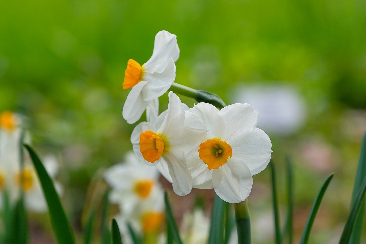 daffodils, flowers, spring-8632544.jpg