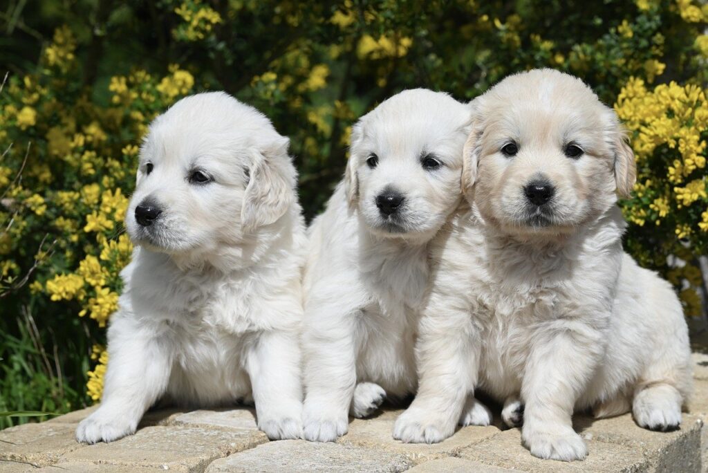 golden retriever, puppies, pets-8700616.jpg