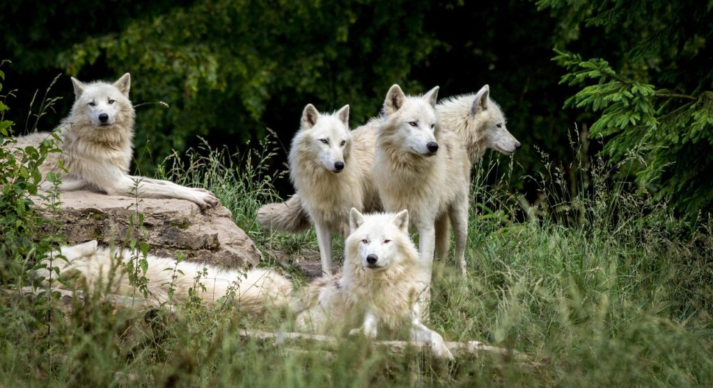 wolves, pet, park, wolf, wild, nature, animal, carnivores, zoo, mammals, landscape, forest, dog, furry, pack, quadruped