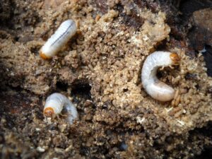 grubs, larvae, cockchafer, grubs, grubs, grubs, grubs, grubs