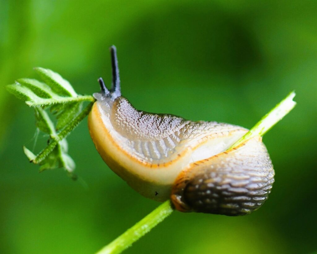 A close up of a snail on a plant