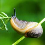 A close up of a snail on a plant