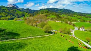 a herd of cattle grazing on a lush green hillside
