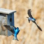 panning photo of two blue birds