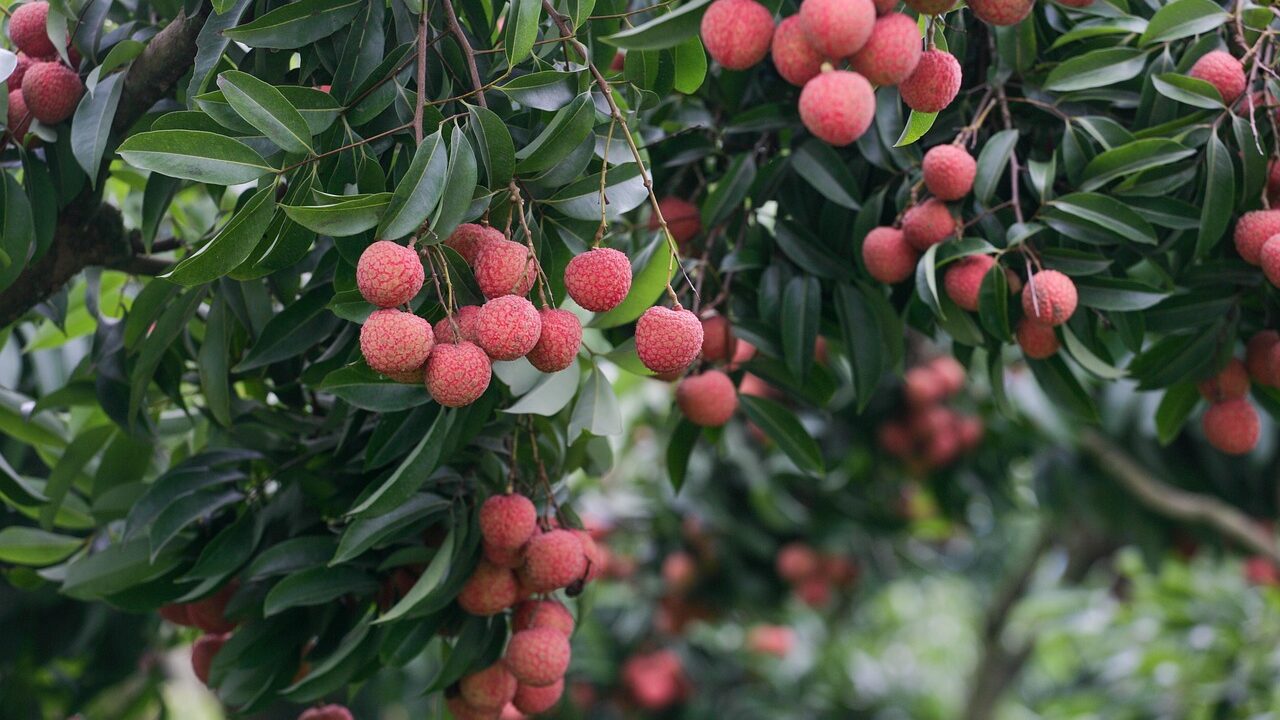 lychee, fruits, food, fresh, healthy, ripe, organic, sweet, produce, harvest, leaves, nature, lychee, lychee, lychee, lychee, lychee