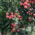 lychee, fruits, food, fresh, healthy, ripe, organic, sweet, produce, harvest, leaves, nature, lychee, lychee, lychee, lychee, lychee