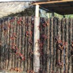 a group of red crabs hanging on a wooden fence