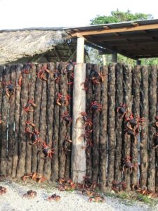 a group of red crabs hanging on a wooden fence