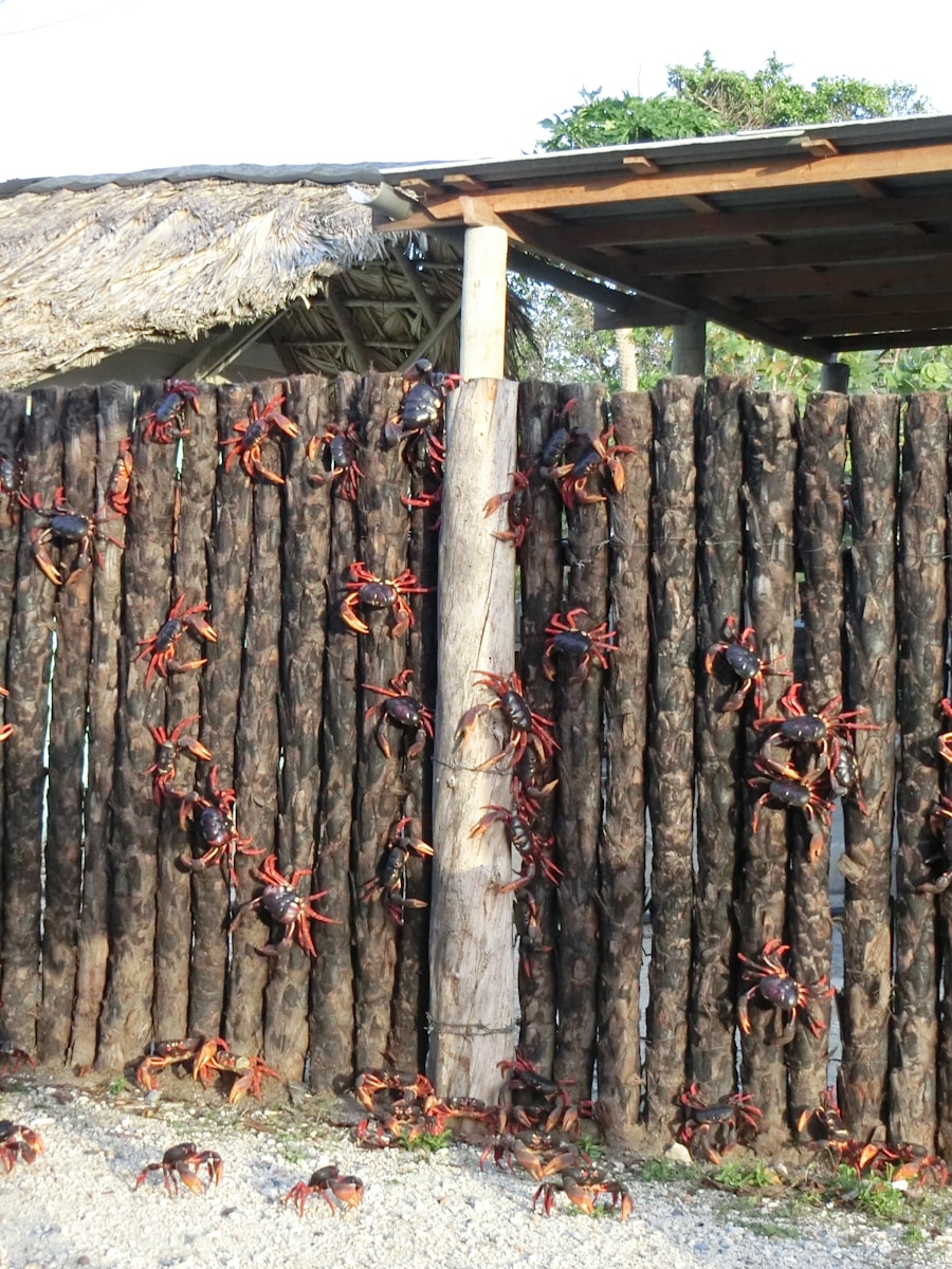 a group of red crabs hanging on a wooden fence