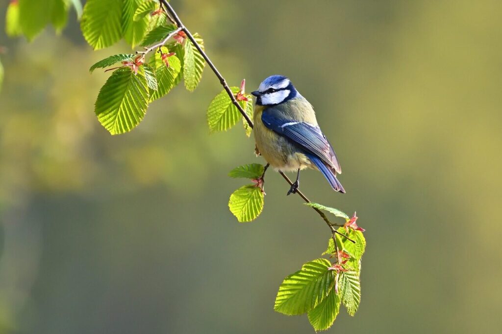 blue tit, bird, animal, feathers, plumage, perched, branch, sunrise, park, wildlife, nature