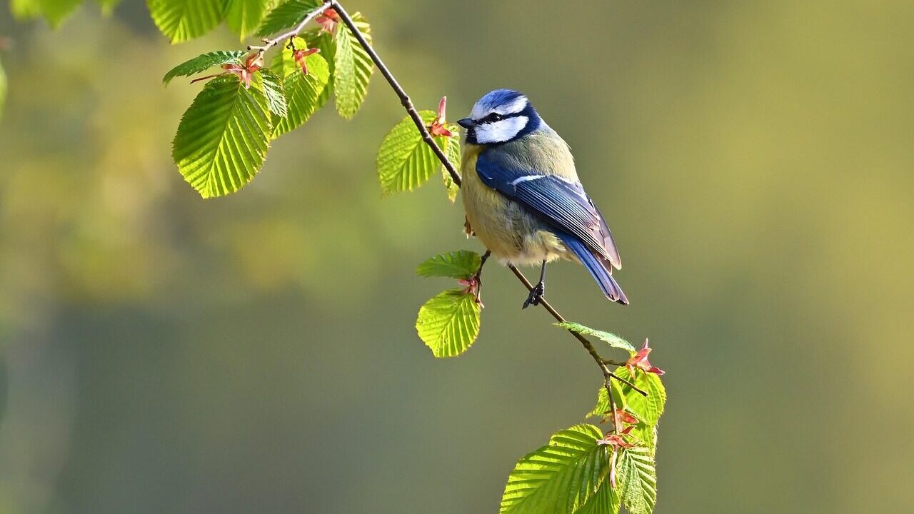 blue tit, bird, animal, feathers, plumage, perched, branch, sunrise, park, wildlife, nature
