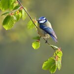 blue tit, bird, animal, feathers, plumage, perched, branch, sunrise, park, wildlife, nature