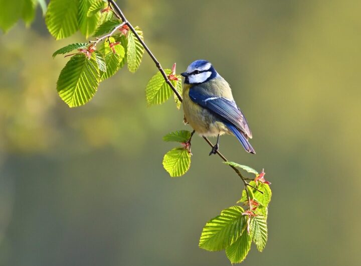 blue tit, bird, animal, feathers, plumage, perched, branch, sunrise, park, wildlife, nature