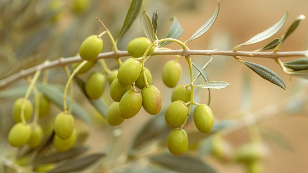 Close-up of fresh green olives on a branch in Jendouba, Tunisia.