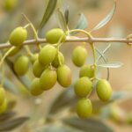 Close-up of fresh green olives on a branch in Jendouba, Tunisia.