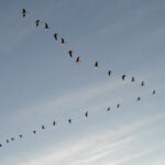 Canada Geese V Formation